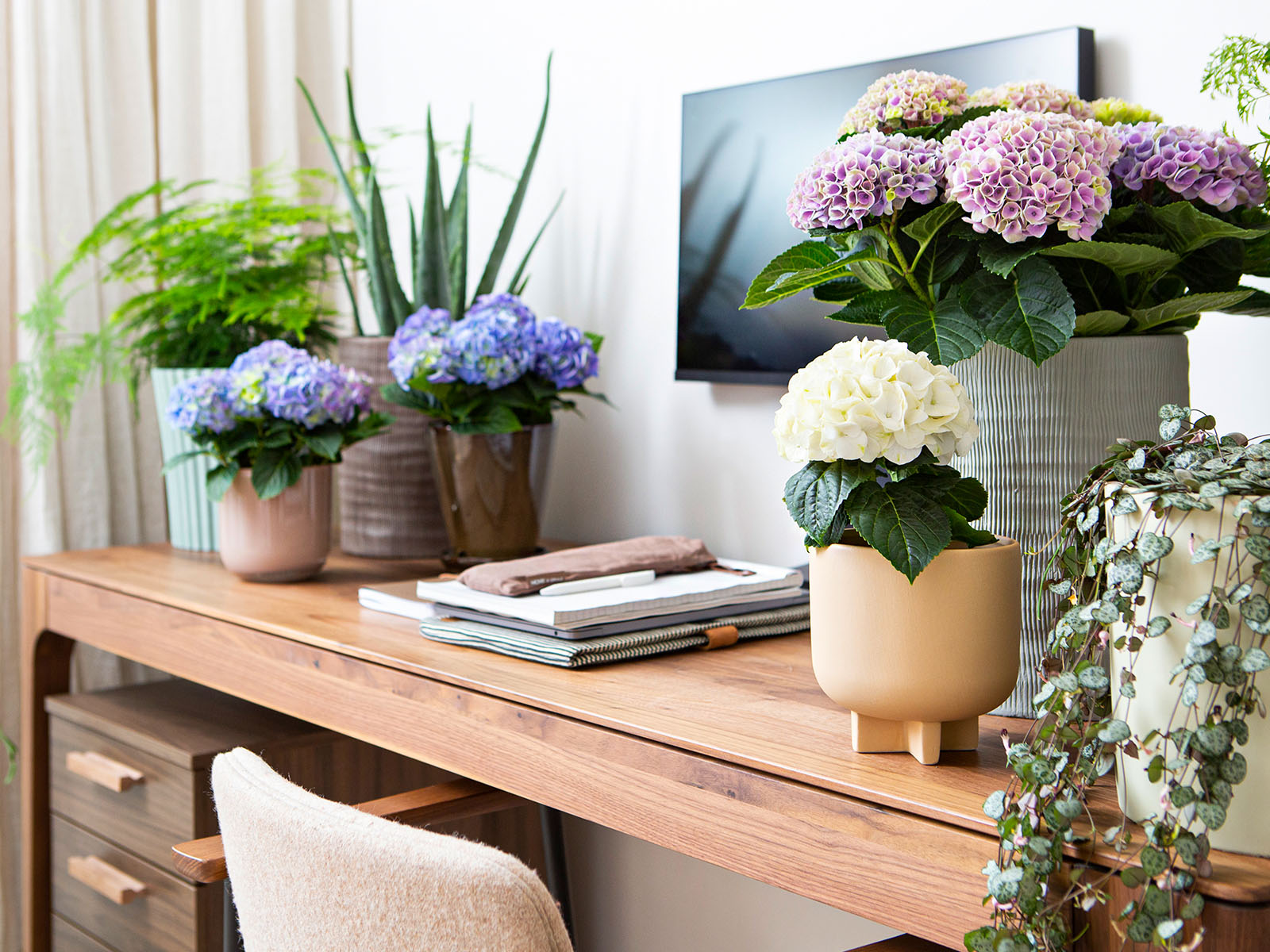 The Indoor Hydrangea Promotion Campaign Has Started